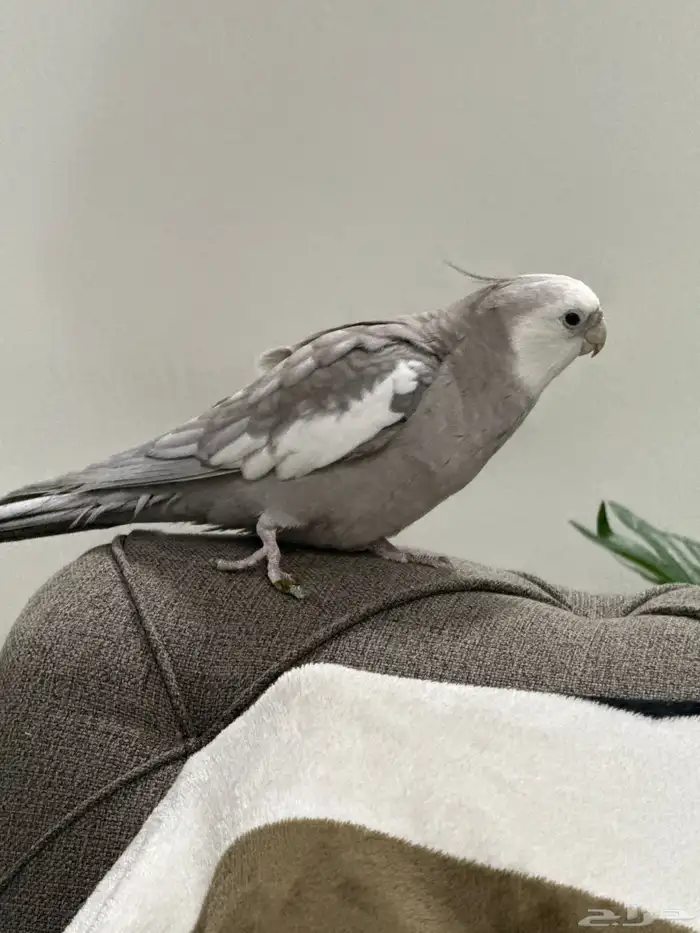 طير 0