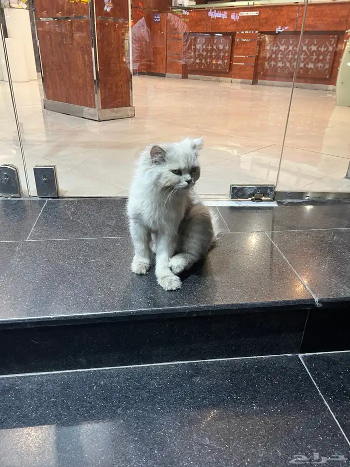 قطة تحتاج تبني و إنقاذ 1