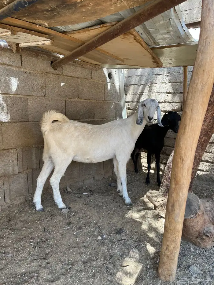 عنز دافع. تم البيع 0