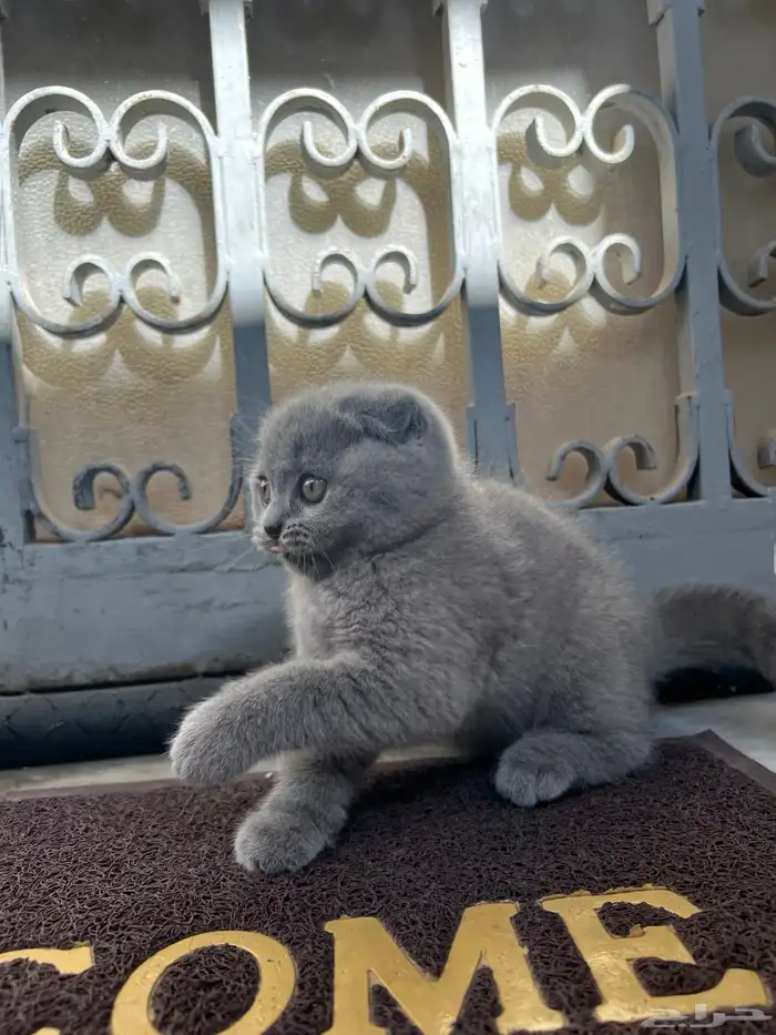scottish fold kitten 3