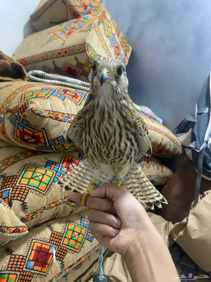 باشق أبو راس ابيض 0