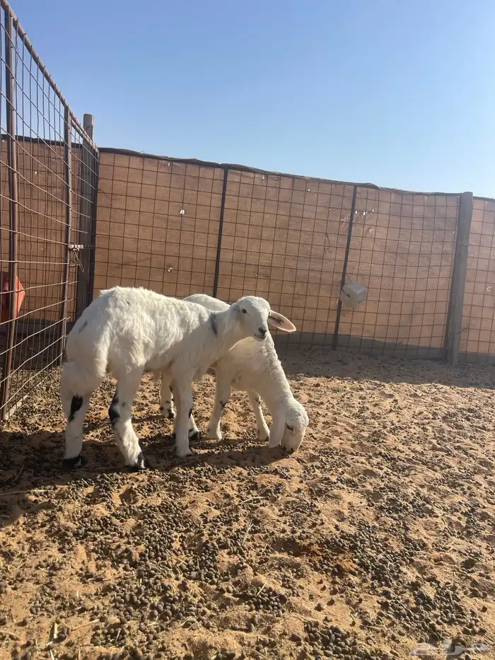 خرفان حريات تم البيع الله يبارك له 0