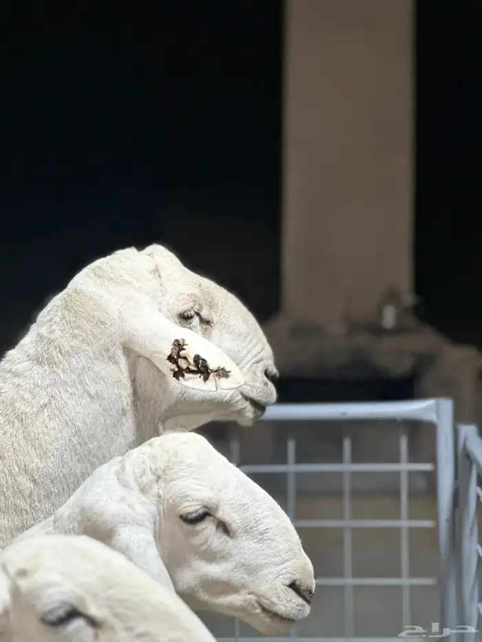 عرض الفحل ونتاجه 17