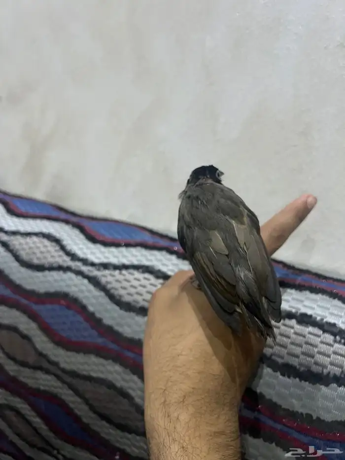 نغري او بلبل او كعيت 3