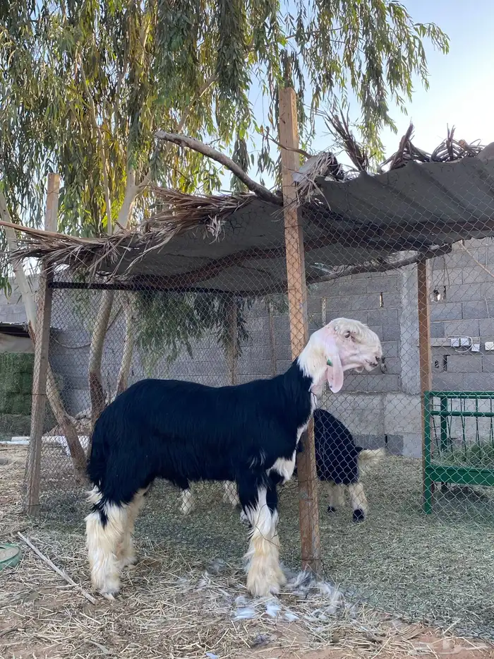 مشروع فحل نجدي فاخر 1