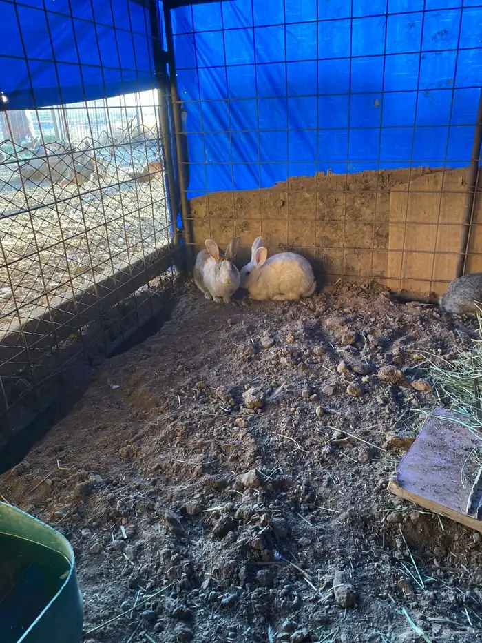 ارانب للبيع العدد (5) 4اناثي وا ذكر 1 العمر 8 شهور 0