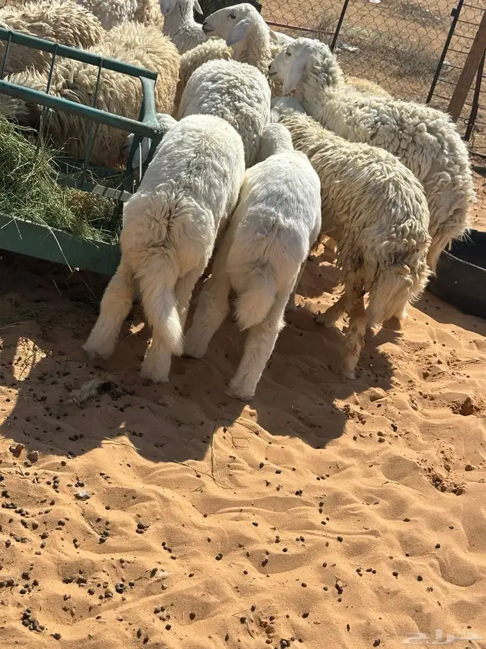 ذبايح وتمايم ( حري نعيم نجد ) كاش وع ( تمارا)مع التوصيل 3