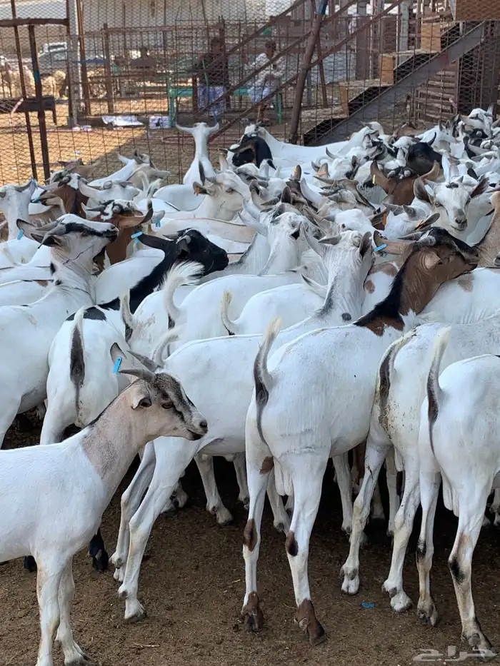 تيوس مرابي خميس مشيط 1