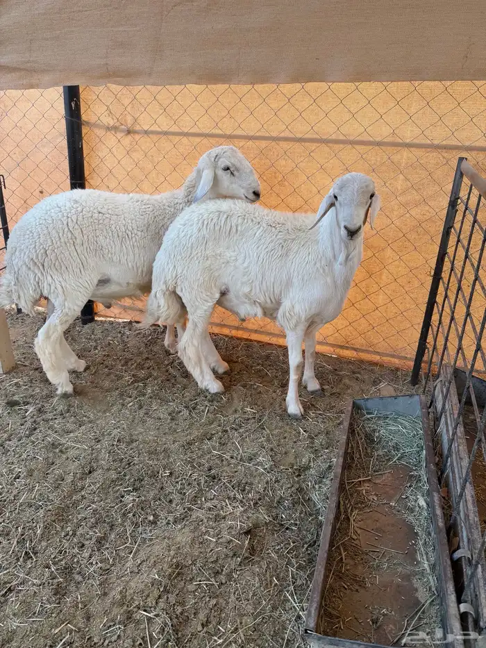 طليان حرية 4