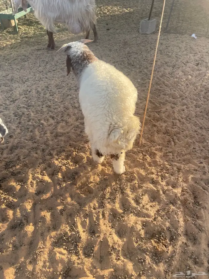خروف هرفي 2