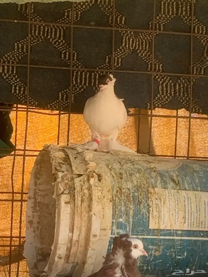 البيع حمام بلجيكي 15