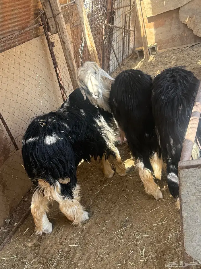 طليان نجدي جبره وفاخره. 9