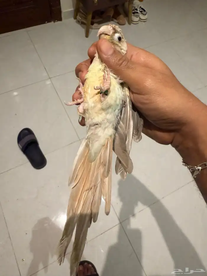 للبيع فردتين كنيور ذكر وانثى 0