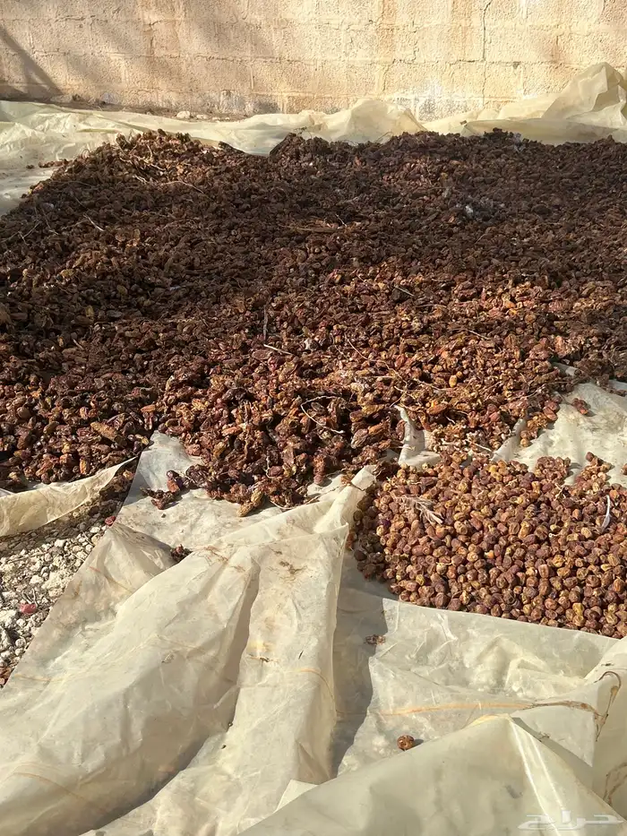 تمر ناشف علف للحلال 0