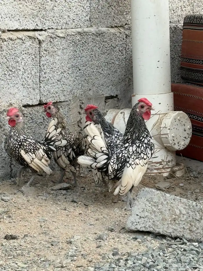 للبيع دويك سبرايت شبابي مستوى بطل حجم الكف وجناح طايح 2
