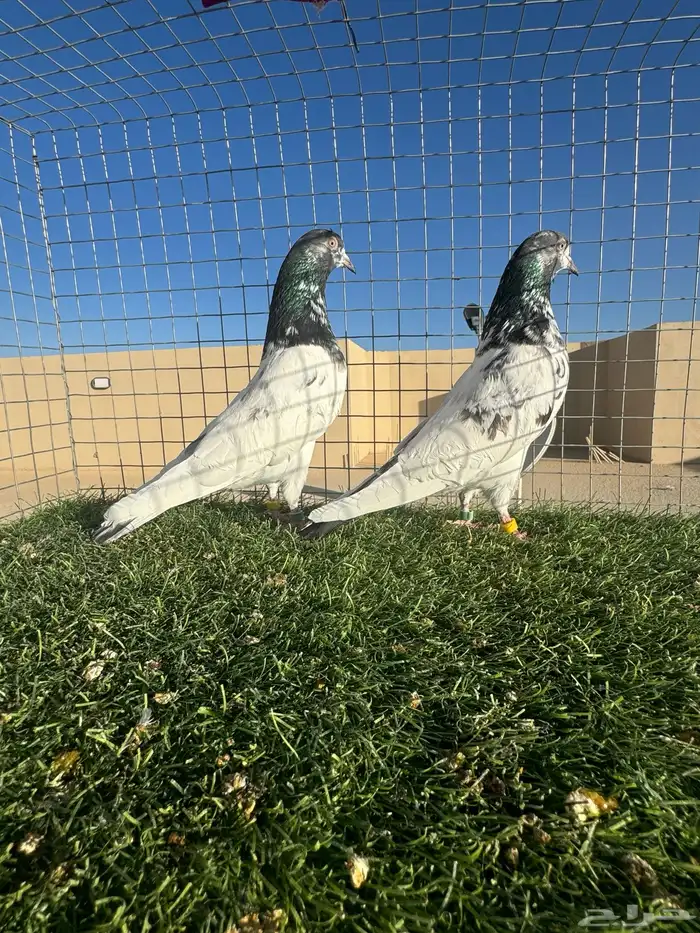 ( تم البيع ) 1