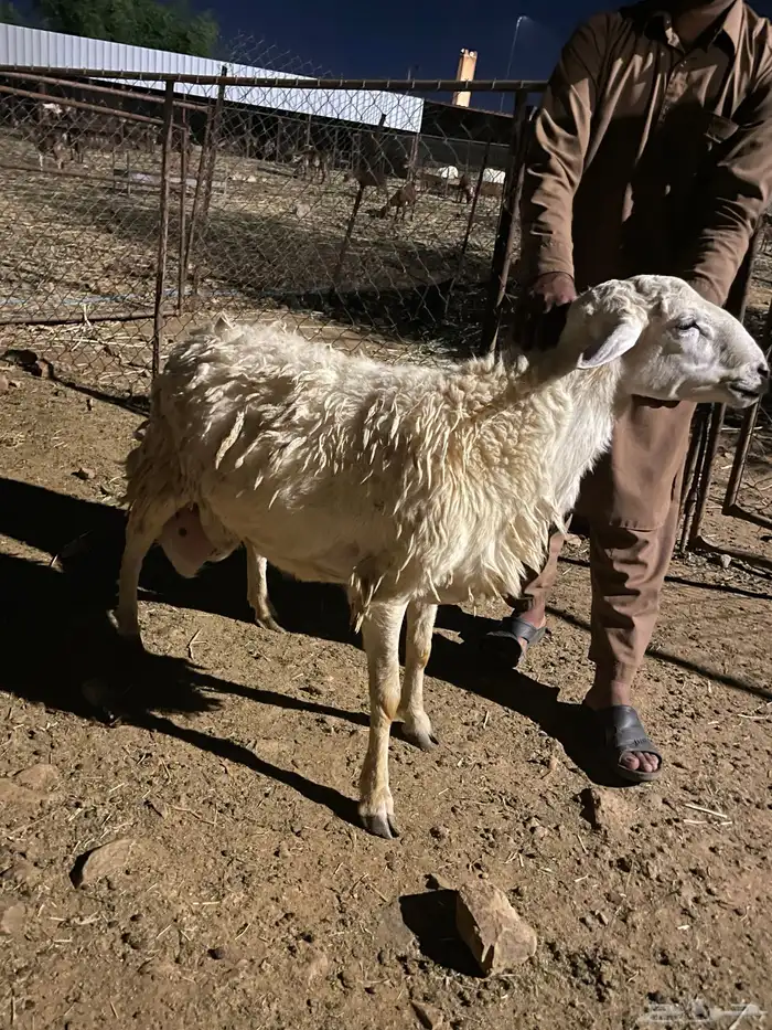 خروف فحل حري للبيع السن ثاني 1