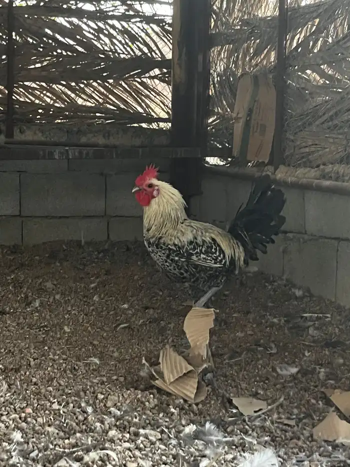 ديوك البيع 4