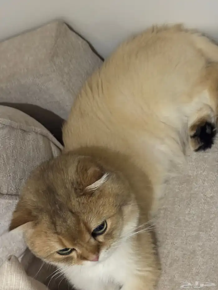 سكوتش فولد ذكر لتزاوج بدون مقابل 6