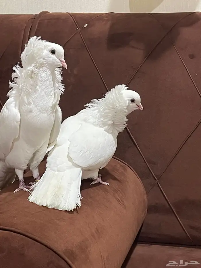 حمام بلجيكي 4
