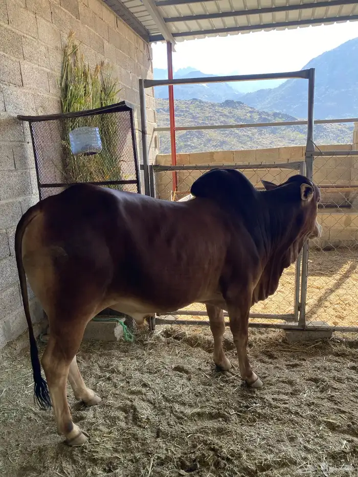 ثور فحل مطلع الثنيه 2