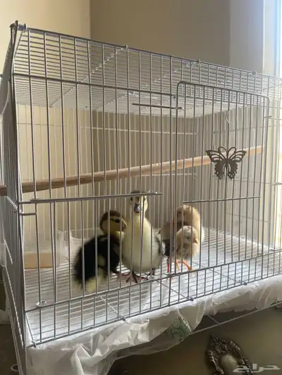 كتكوت وبطتين وقفص وطعامهم index