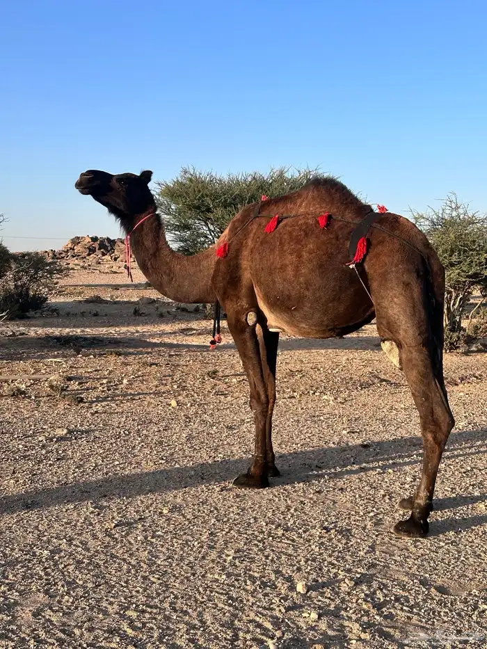 ناقه ساحليه صفرا 6