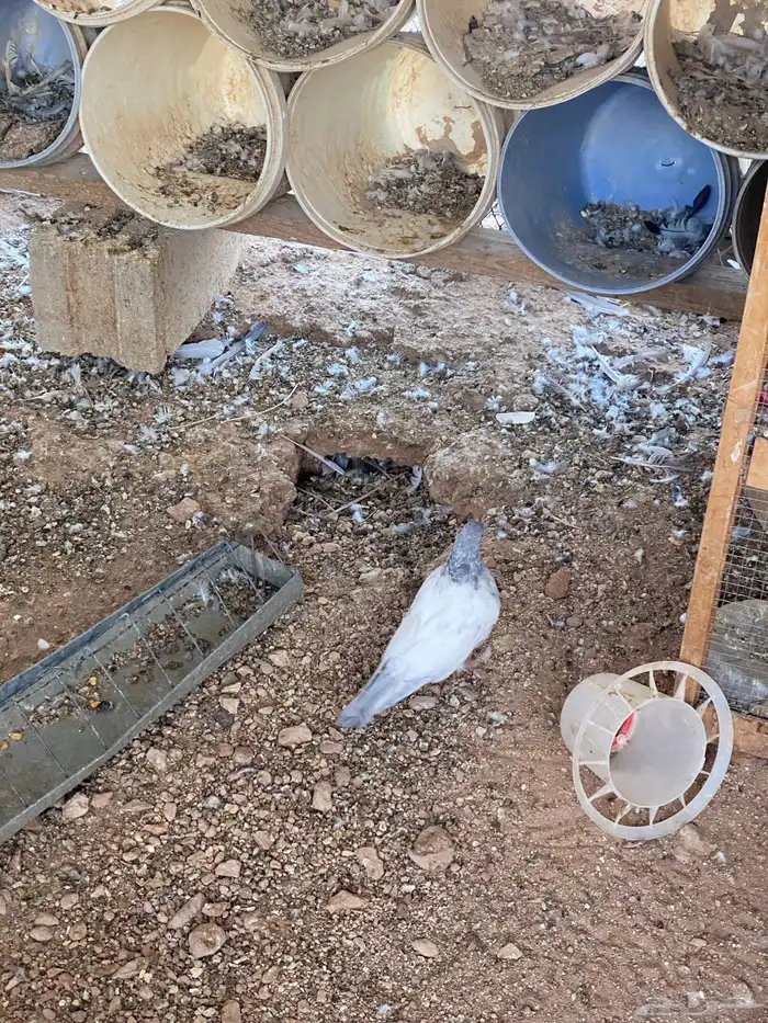 حمام باكستاني اعمار صغيره شباب 18