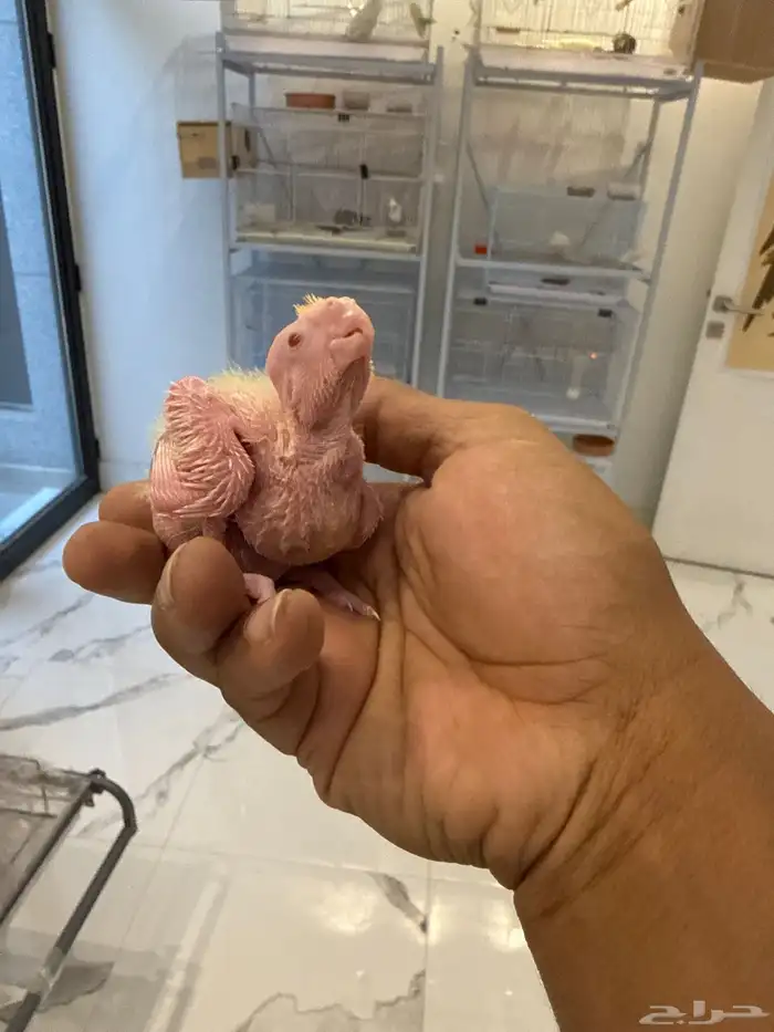 خروخ كروان لاتينو 2