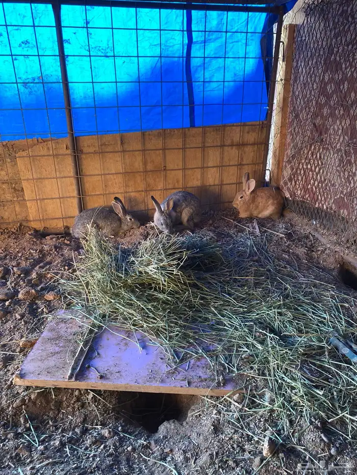 ارانب للبيع العدد (5) 4اناثي وا ذكر 1 العمر 8 شهور 1