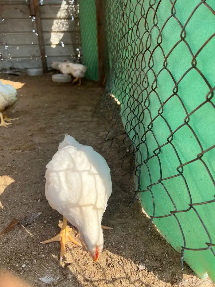 دجاج لاحم عمر 45 يوم الحجم من 900 الي 1150 السعر 11 0