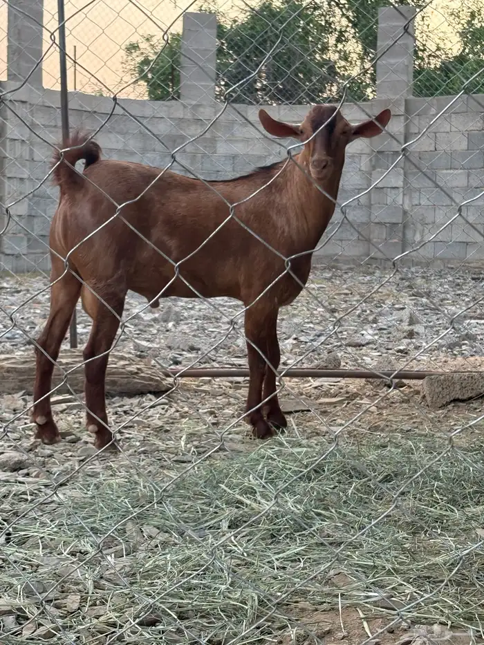 تيس ادهم مشروع فحل 1