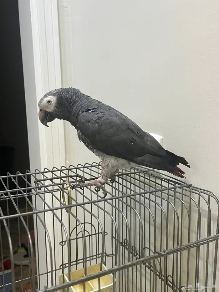 السلام عليكم 0