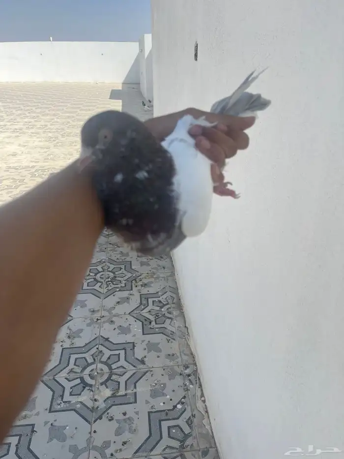 جوز لاكا 4