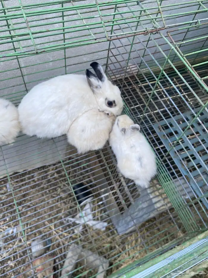 ارانب قزميه 2