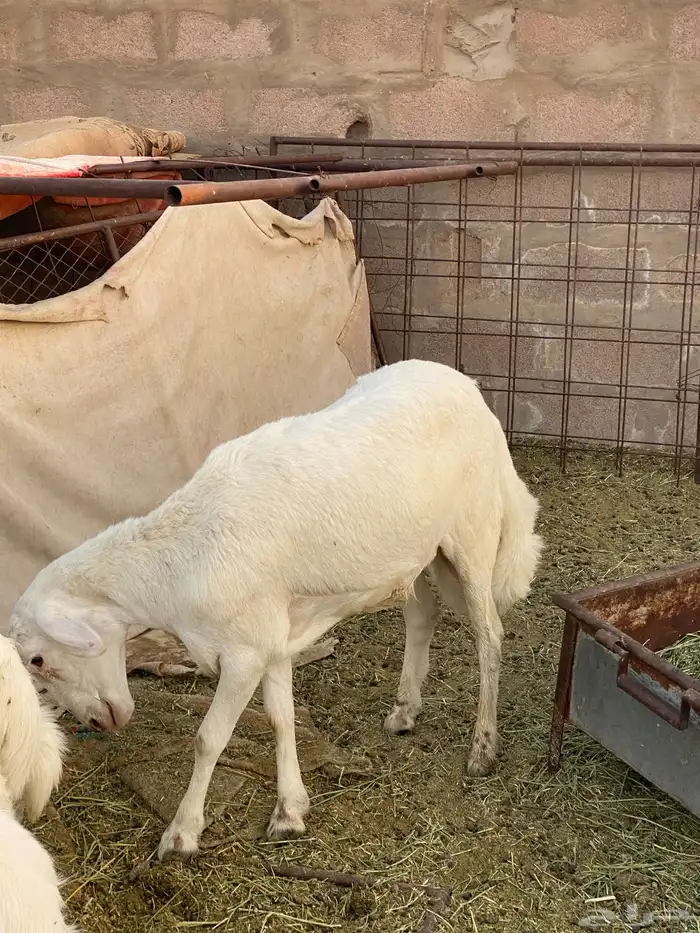 خروف 5