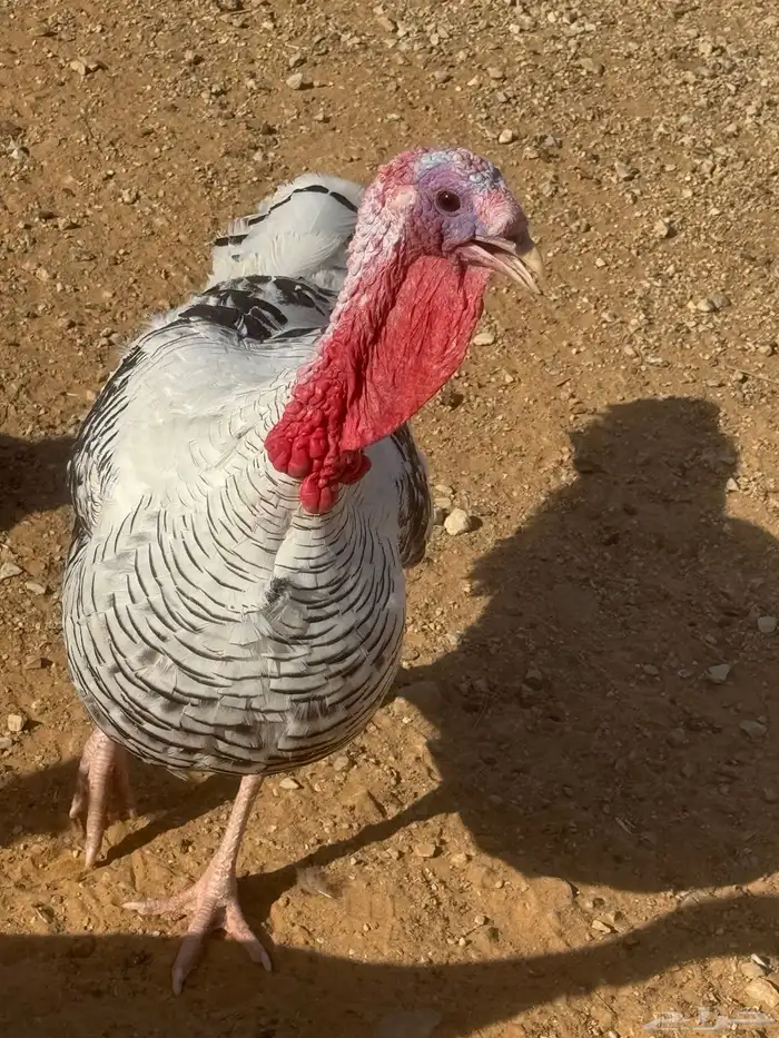 ديك رومي وثلاث دجاج 0