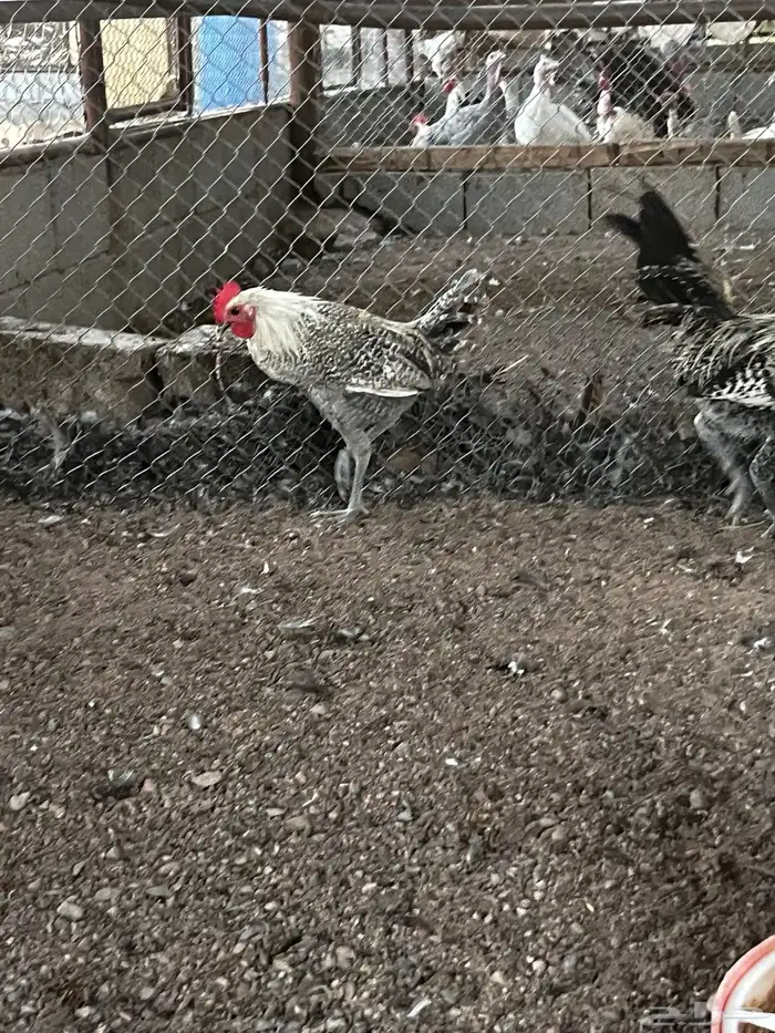 ديوك البيع 3