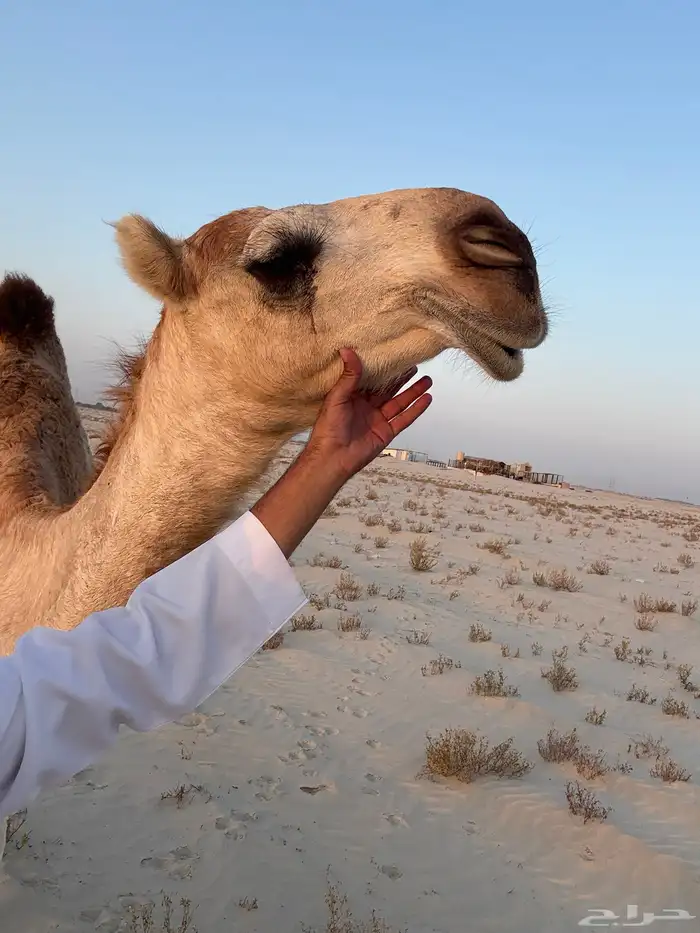 بكار طيبه رمانيه و حيسونية 2
