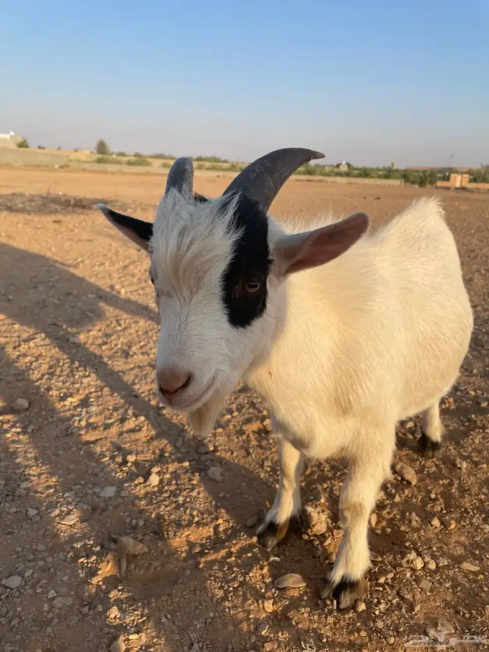 ماعز قزم الموقع حوطه سدير 3