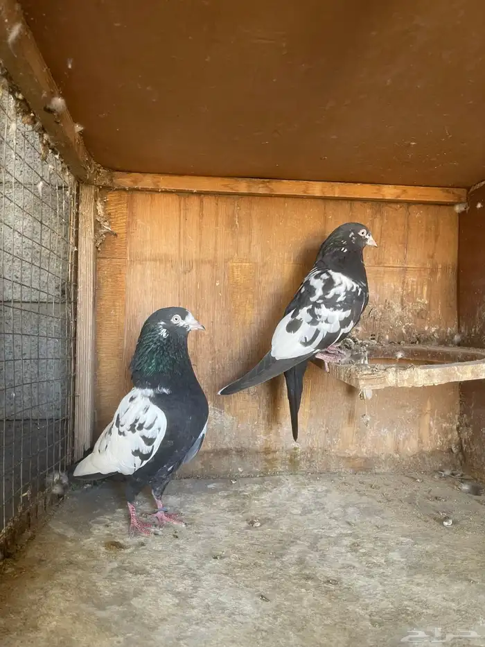 حمام باكستاني 3