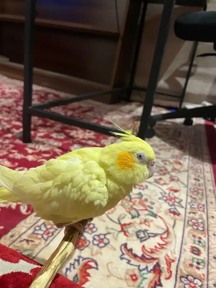 طير كروان هاادي ومايعض وما يوصخ غالبا  الى داخل القفص 2
