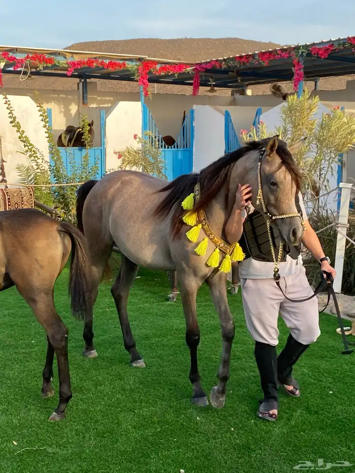 يوجد لدينا ايواء خيل المنطقه جده الغولاء على طريق عسفان 1
