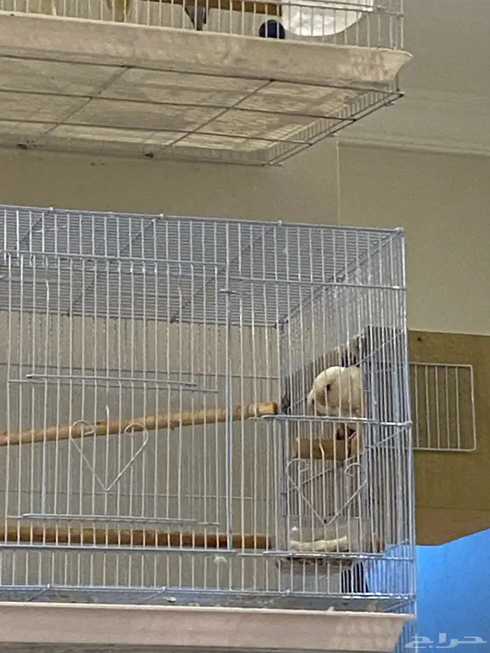 زوج روز ال بينو عيون حمراء محمية الوادي 3