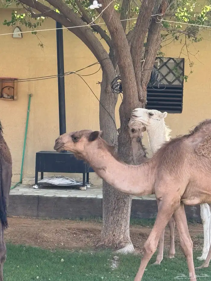 حوار ابوه فحل معروف 0