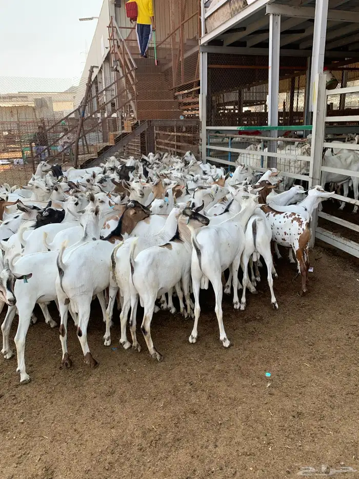 تيوس مرابي خميس مشيط 5