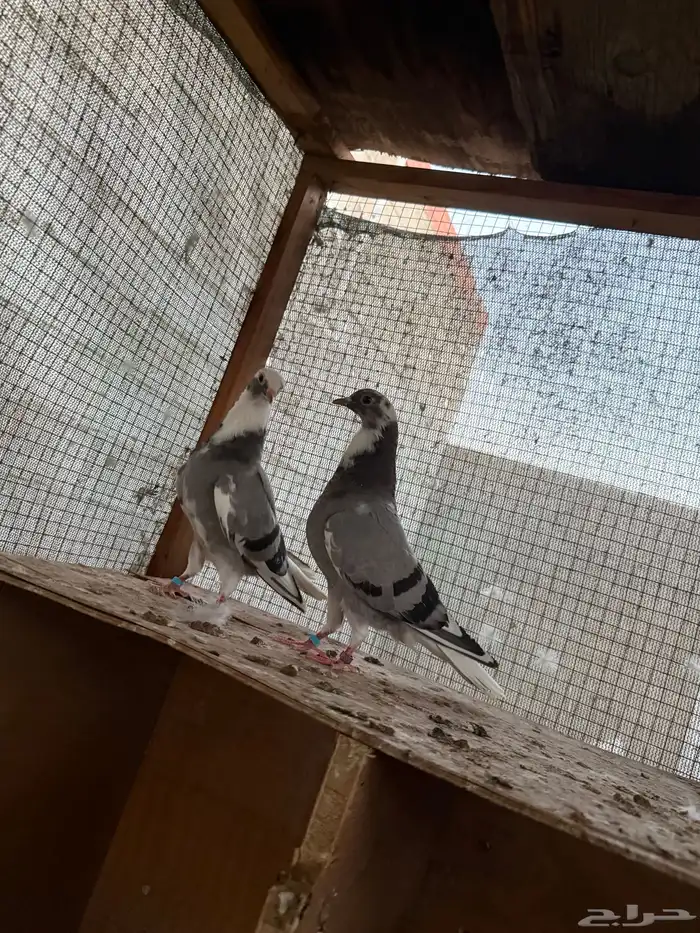 للبيع قطايف طبات وجذعان طيور مطير وهذا فديو لا اخوانها 5