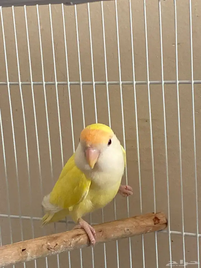 روز انثى   200   و صحتها زين 1