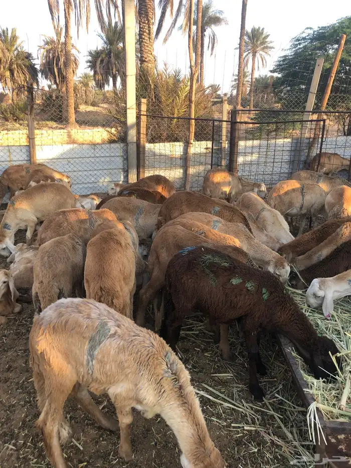 سواكن الموقع ساجر 3