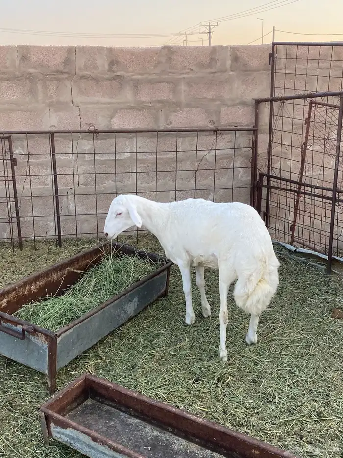 خروف 1